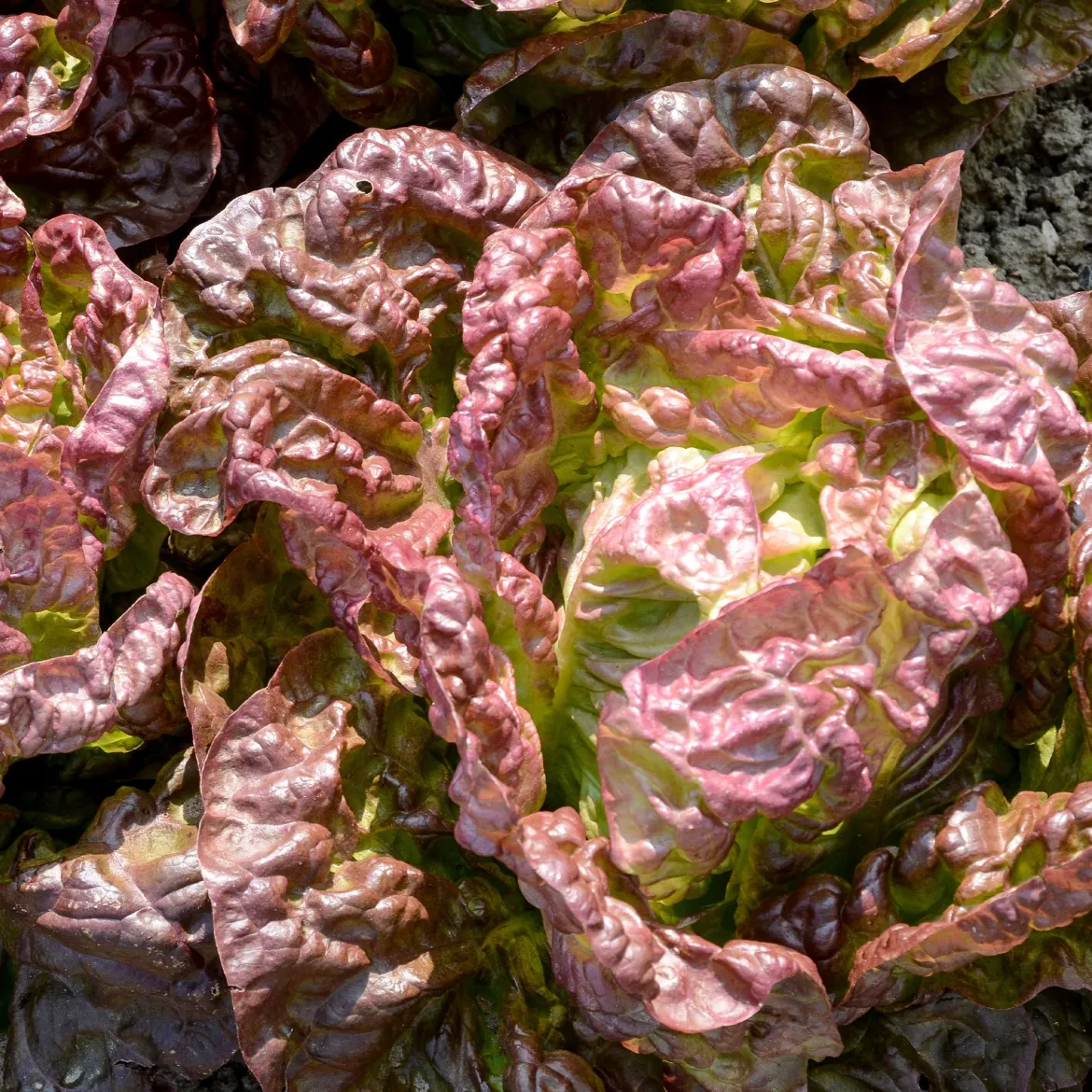 Collection de 6 mois de salades - Une salade fraîche chaque mois