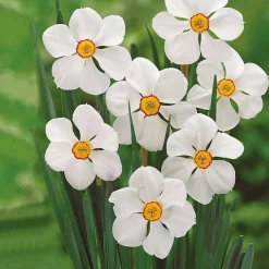 Collection de 30 Narcisses Fortune et Rijnveld Early Sensation - Le printemps dès février