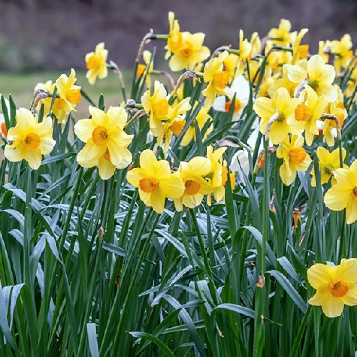 Collection de 30 Narcisses Fortune et Rijnveld Early Sensation - Le printemps dès février