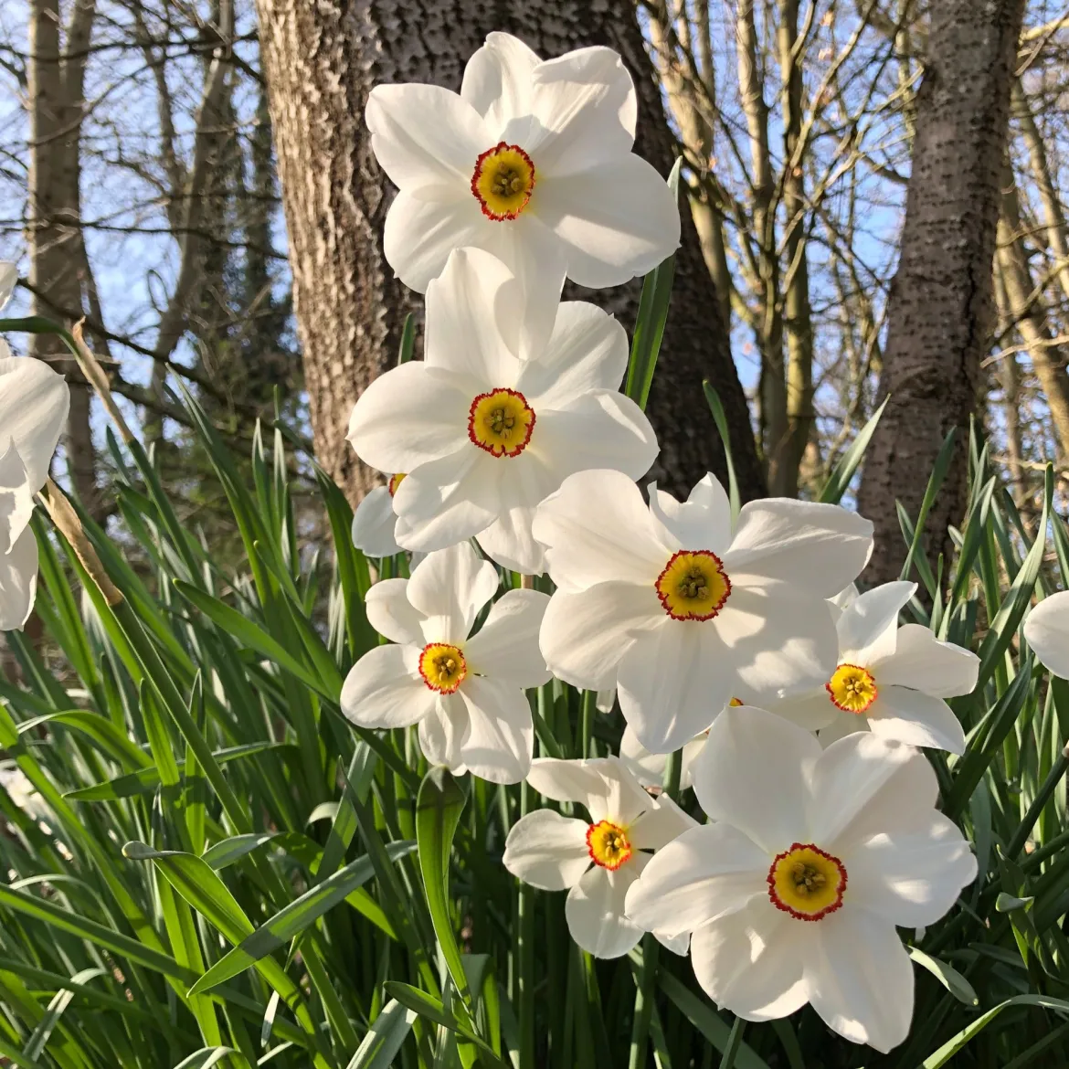 Collection de 30 Narcisses Fortune et Rijnveld Early Sensation - Le printemps dès février