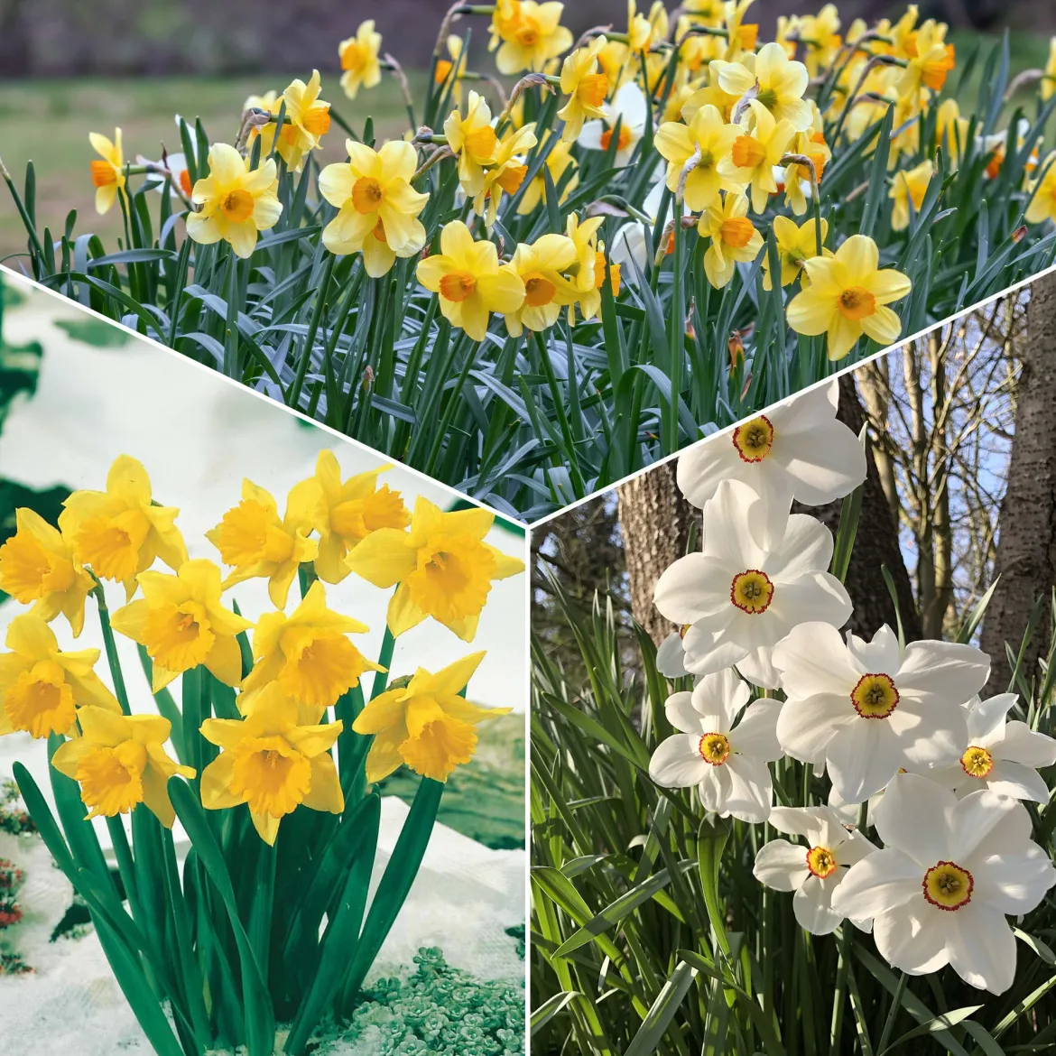 Collection de 30 Narcisses Fortune et Rijnveld Early Sensation - Le printemps dès février