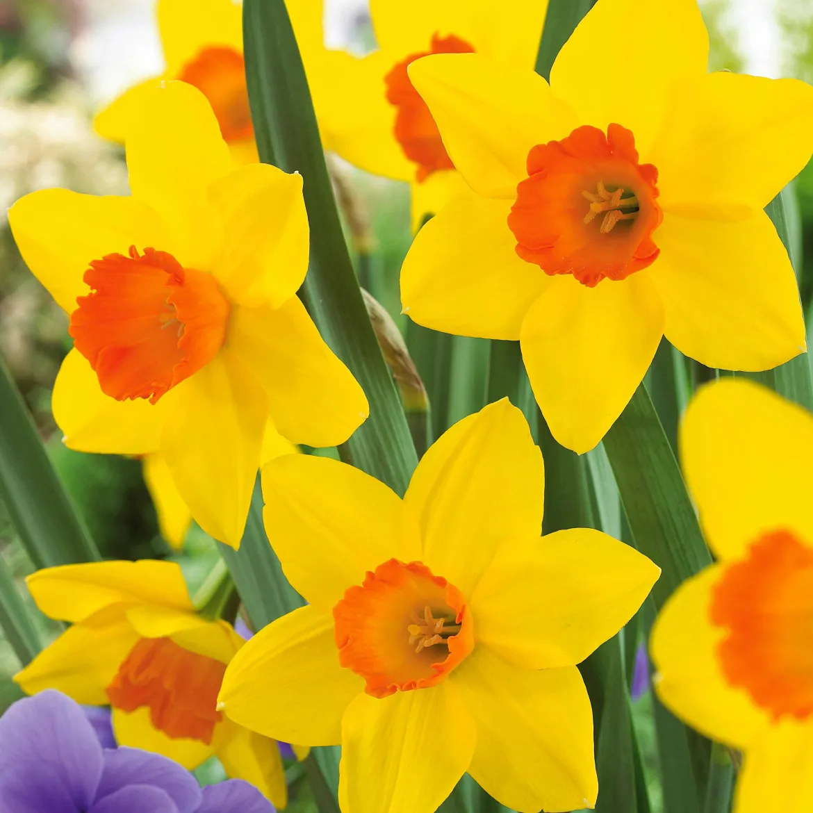 Collection de 30 Narcisses Fortune et Rijnveld Early Sensation - Le printemps dès février