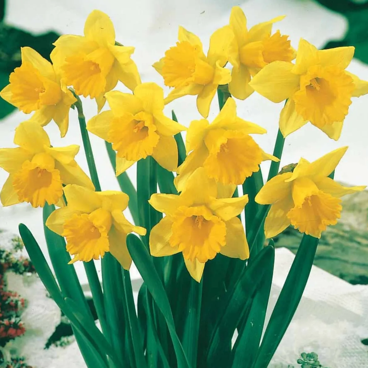 Collection de 30 Narcisses Fortune et Rijnveld Early Sensation - Le printemps dès février