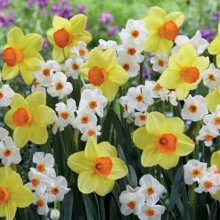 Collection de 16 Narcisses Red Devon et Geraniums - Un printemps haut en couleur