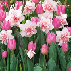 Collection de 15 Narcisses Replete et Tulipes 'Candy Prince' - Le printemps en rose
