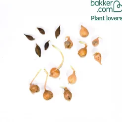 Collection de 15 Oxalis striés - Des fleurs bonbon en hiver