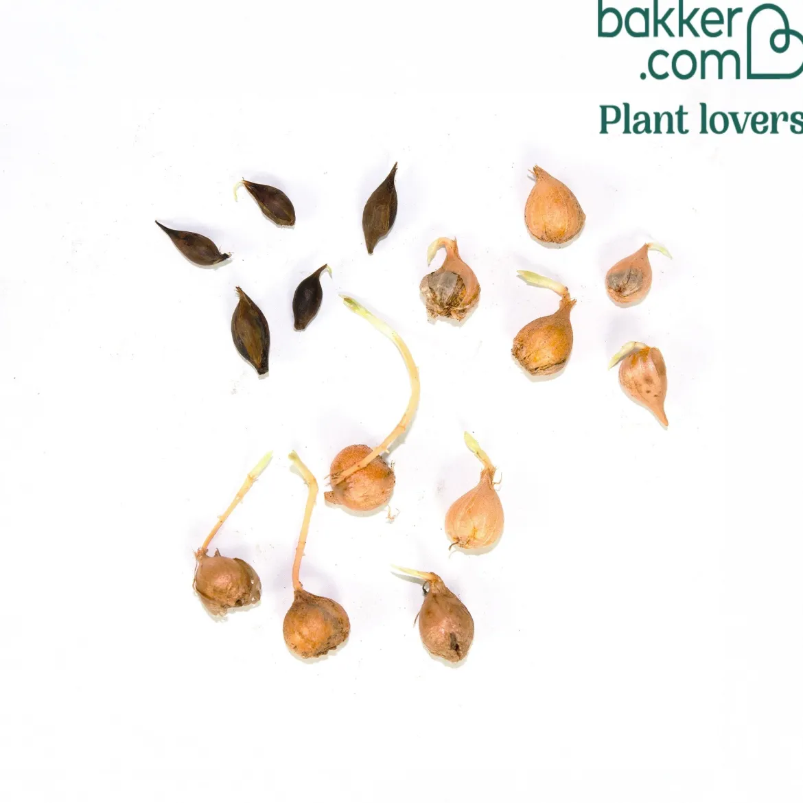 Collection de 15 Oxalis striés - Des fleurs bonbon en hiver