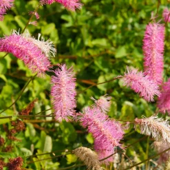 Collection de Pimprenelles et de Veroniques - Pimprenelles et Véronique: Éclat Naturel!