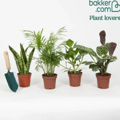 Collection de 4 plantes d'intérieur faciles - 4 plantes, zéro souci