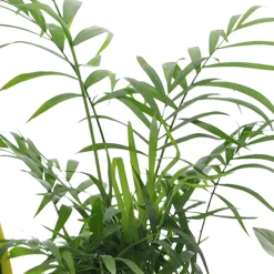 Collection de 4 plantes d'intérieur faciles - 4 plantes, zéro souci