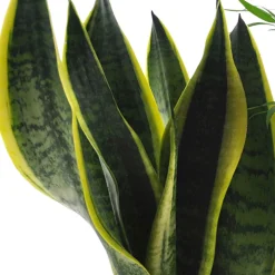 Collection de 4 plantes d'intérieur faciles - 4 plantes, zéro souci