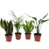Collection de 4 plantes d'intérieur vertes - 4 plantes, déco immédiate