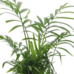 Collection de 4 plantes d'intérieur vertes - 4 plantes, déco immédiate