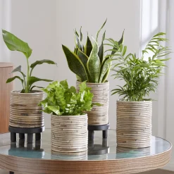 Collection de 4 plantes d'intérieur vertes - 4 plantes, déco immédiate