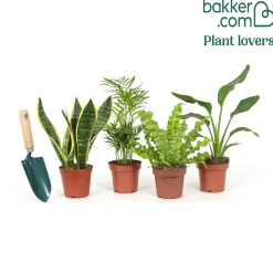 Collection de 4 plantes d'intérieur vertes - 4 plantes, déco immédiate
