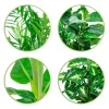 Collection de 4 plantes d'intérieur tropicales - La jungle chez vous en 1 geste