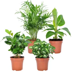 Collection de 4 plantes d'intérieur tropicales - La jungle chez vous en 1 geste