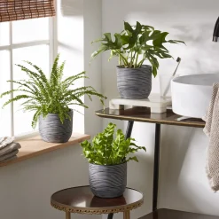 Collection de 3 plantes d'intérieur pour la salle de bain - Une salle de bain vivante