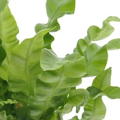 Collection de 3 plantes d'intérieur pour la salle de bain - Une salle de bain vivante