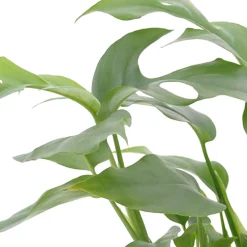 Collection de 3 plantes d'intérieur pour la salle de bain - Une salle de bain vivante