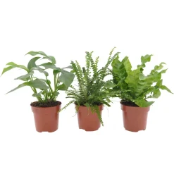 Collection de 3 plantes d'intérieur pour la salle de bain - Une salle de bain vivante