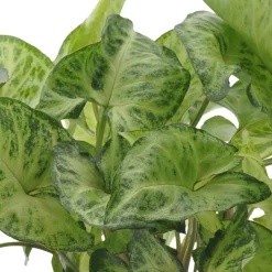 Collection de 3 plantes d'intérieur à feuillage marbré - Trio déco prêt à briller