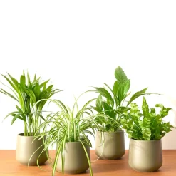 Collection de 4 plantes dépolluantes - 4 plantes, un air plus sain