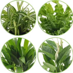 Collection de 4 plantes dépolluantes - 4 plantes, un air plus sain