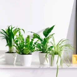 Collection de plantes dépolluantes et ses cache-pots blancs ELHO - Idéales pour illuminer vos intérieurs