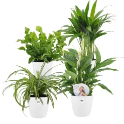 Collection de plantes dépolluantes et ses cache-pots blancs ELHO - Idéales pour illuminer vos intérieurs