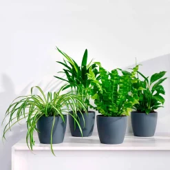 Collection de plantes dépolluantes et ses cache-pots gris ELHO - Parfaites pour intérieur sain
