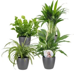 Collection de plantes dépolluantes et ses cache-pots gris ELHO - Parfaites pour intérieur sain