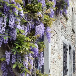 Collection de 3 plantes grimpantes à floraisons abondantes - Couvrez vos façades de fleurs