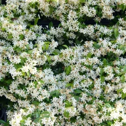 Collection de 3 plantes grimpantes à floraisons abondantes - Couvrez vos façades de fleurs