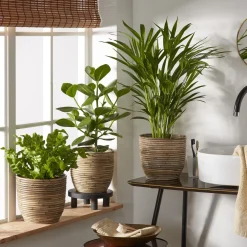 Collection de 3 plantes purificatrices d'air - 3 plantes, 1 air plus sain