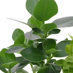 Collection de 3 plantes purificatrices d'air - 3 plantes, 1 air plus sain