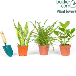 Collection de 3 plantes vertes pour petit espace - 3 plantes, zéro place perdue