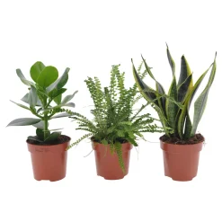 Collection de 3 plantes vertes pour petit espace - 3 plantes, zéro place perdue