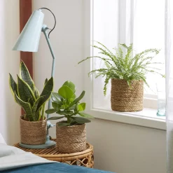 Collection de 3 plantes vertes pour petit espace - 3 plantes, zéro place perdue