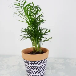 Collection de 3 plantes vertes dépolluantes - Purifiez, Respirez, Vivez