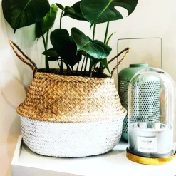 Collection de 3 plantes vertes dépolluantes - Purifiez, Respirez, Vivez