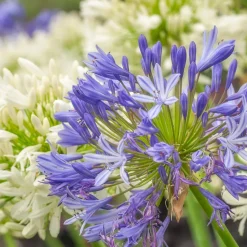 Collection de 7 plantes vivaces pour jardins et pots - Nature en Pot, beauté vivace