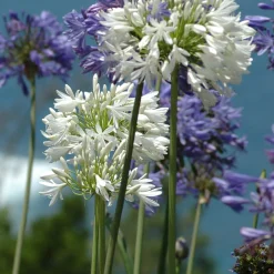 Collection de 7 plantes vivaces pour jardins et pots - Nature en Pot, beauté vivace