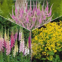 Collection de 9 plantes vivaces pour la mi-ombre - Idéal pour massifs naturels