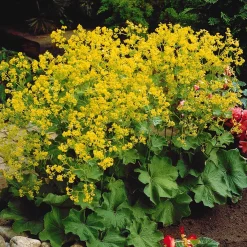 Collection de 9 plantes vivaces pour la mi-ombre - Idéal pour massifs naturels