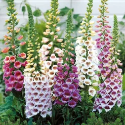 Collection de 9 plantes vivaces pour la mi-ombre - Idéal pour massifs naturels