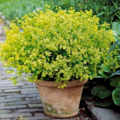 Collection de 9 plantes vivaces pour la mi-ombre - Idéal pour massifs naturels