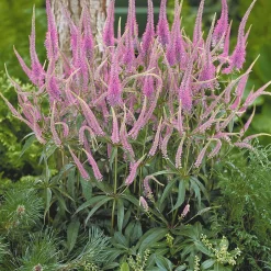 Collection de 9 plantes vivaces pour la mi-ombre - Idéal pour massifs naturels