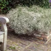 Collection de 11 plantes vivaces pour massifs champêtres - Naturellement intemporelles!