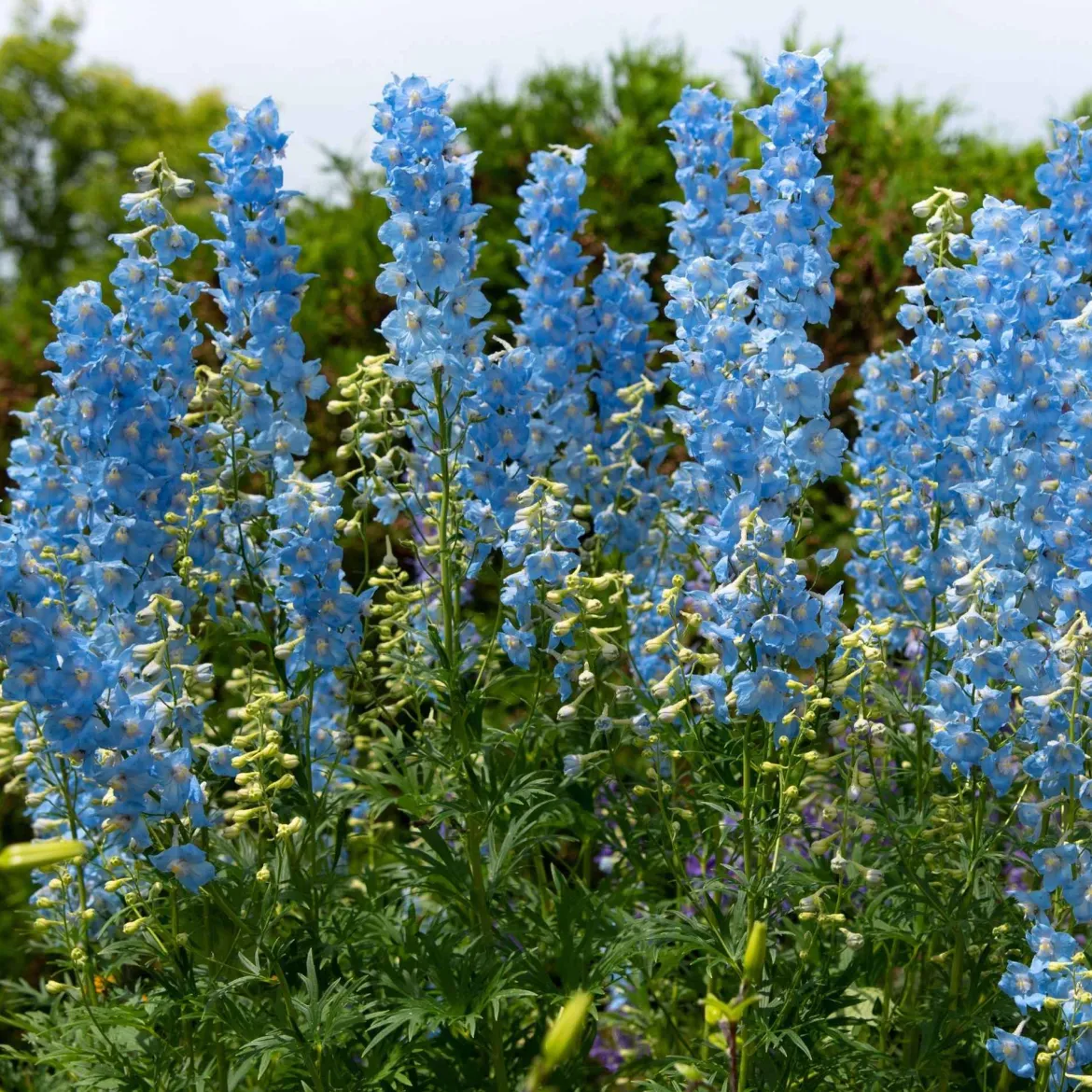 Collection de 11 plantes vivaces pour massifs champêtres - Naturellement intemporelles!